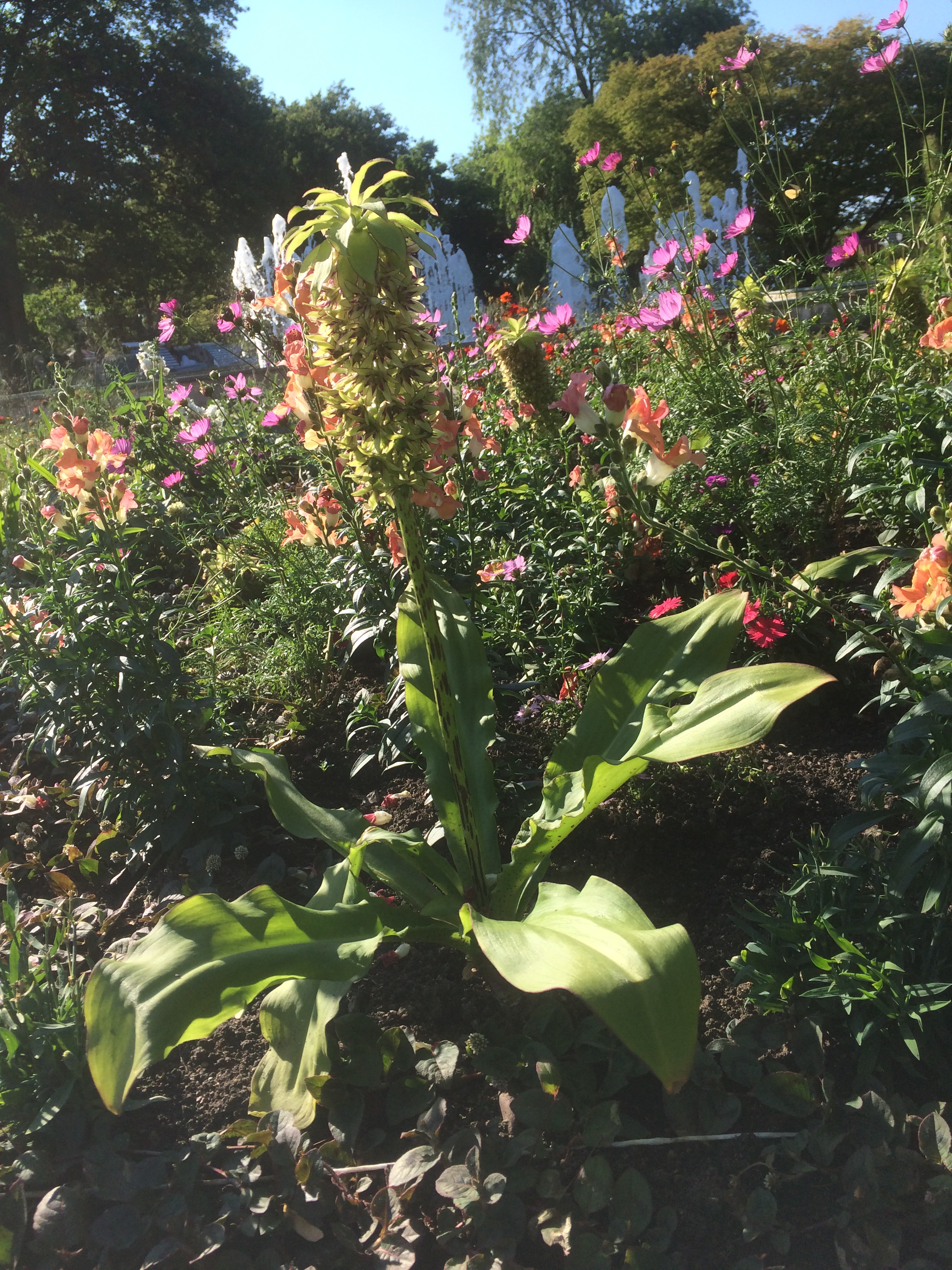 Ananasblume