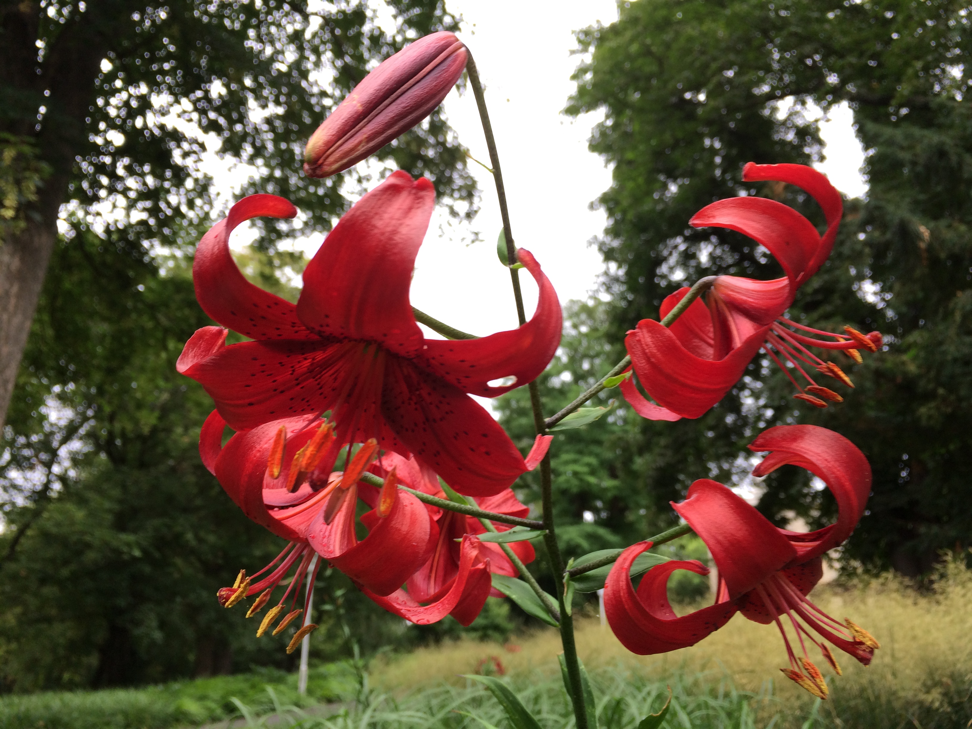IMG_7285_Tiger-Lilie_Lilium lancifolium Red Flavour