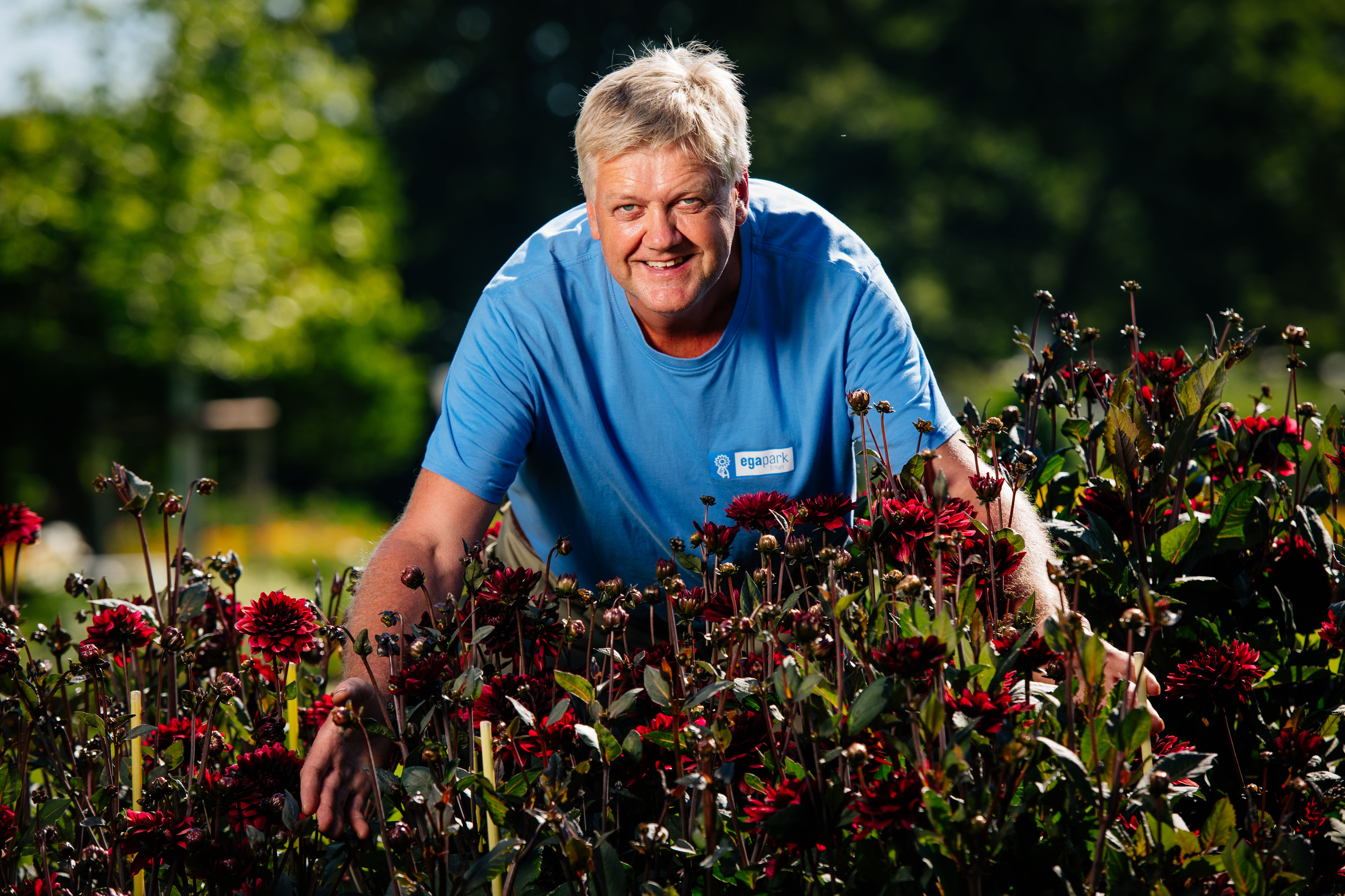 egapark-Grtnermeister Uwe Schachschal und seine Dahlien