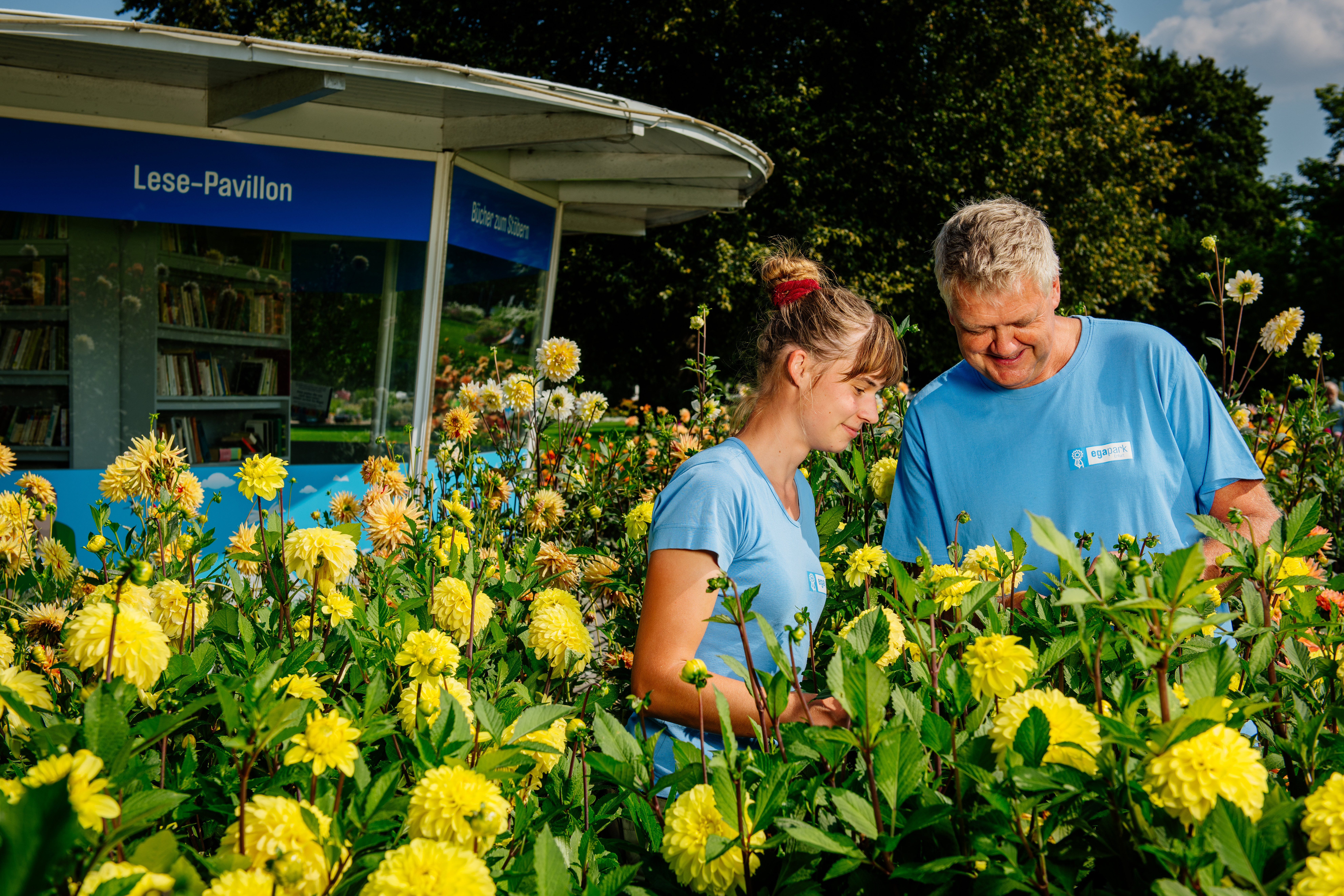 egapark-Grtnermeister Uwe Schachschal und seine Dahlien