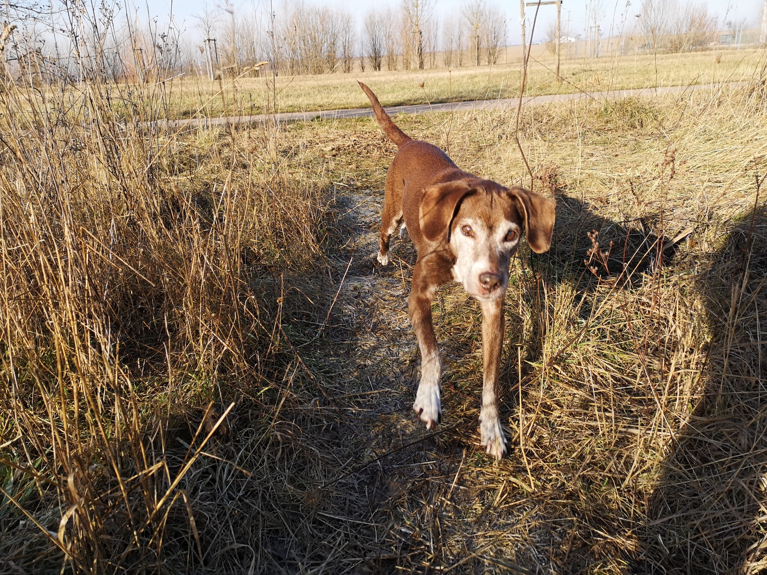 Tierheimtipp: Hilfe! Herrenloser Hund! Was jetzt?