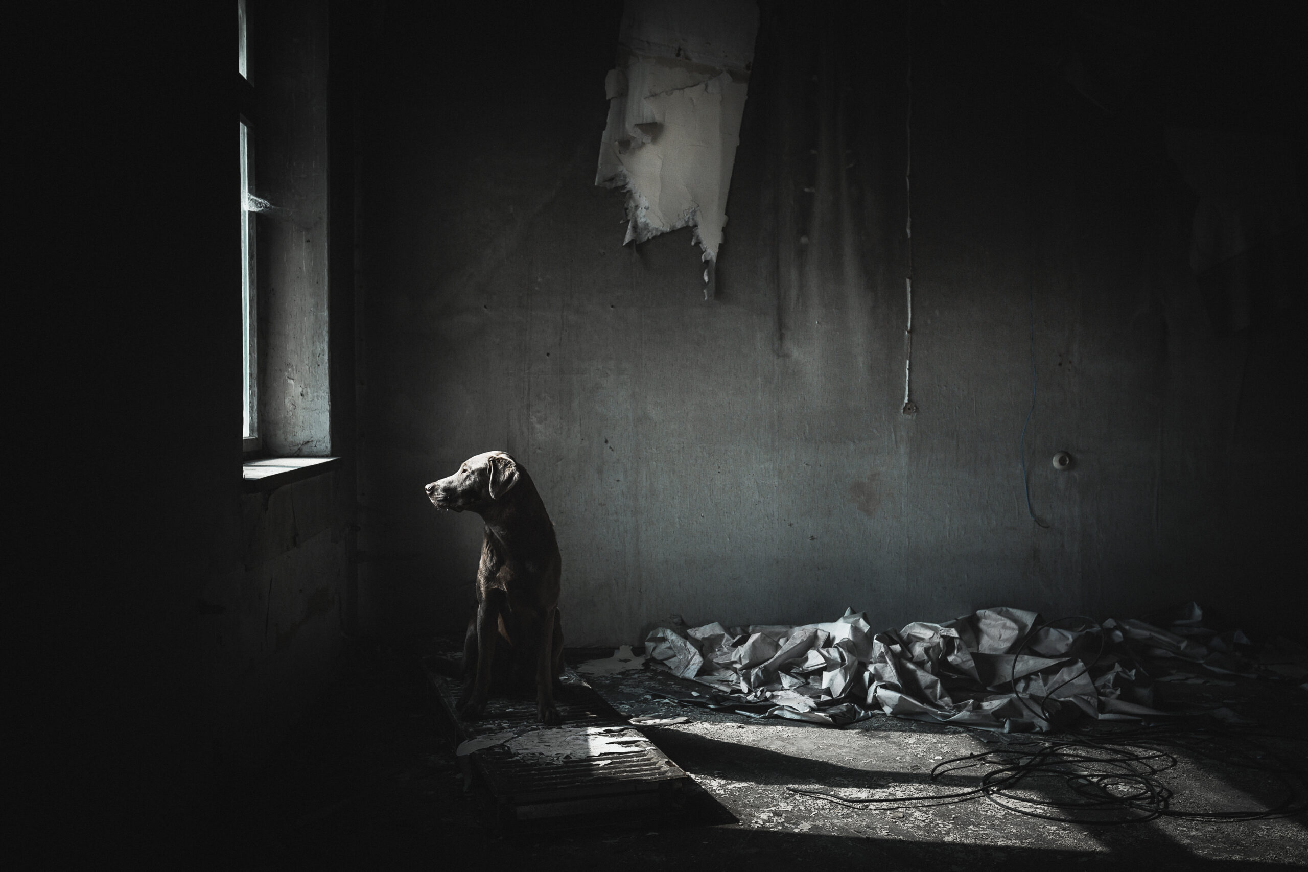 Vergessene Orte - unvergessene Hundefotos