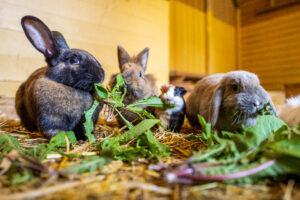 Ziege, Meerschweinchen & Co. - Kinderbauernhof egapark