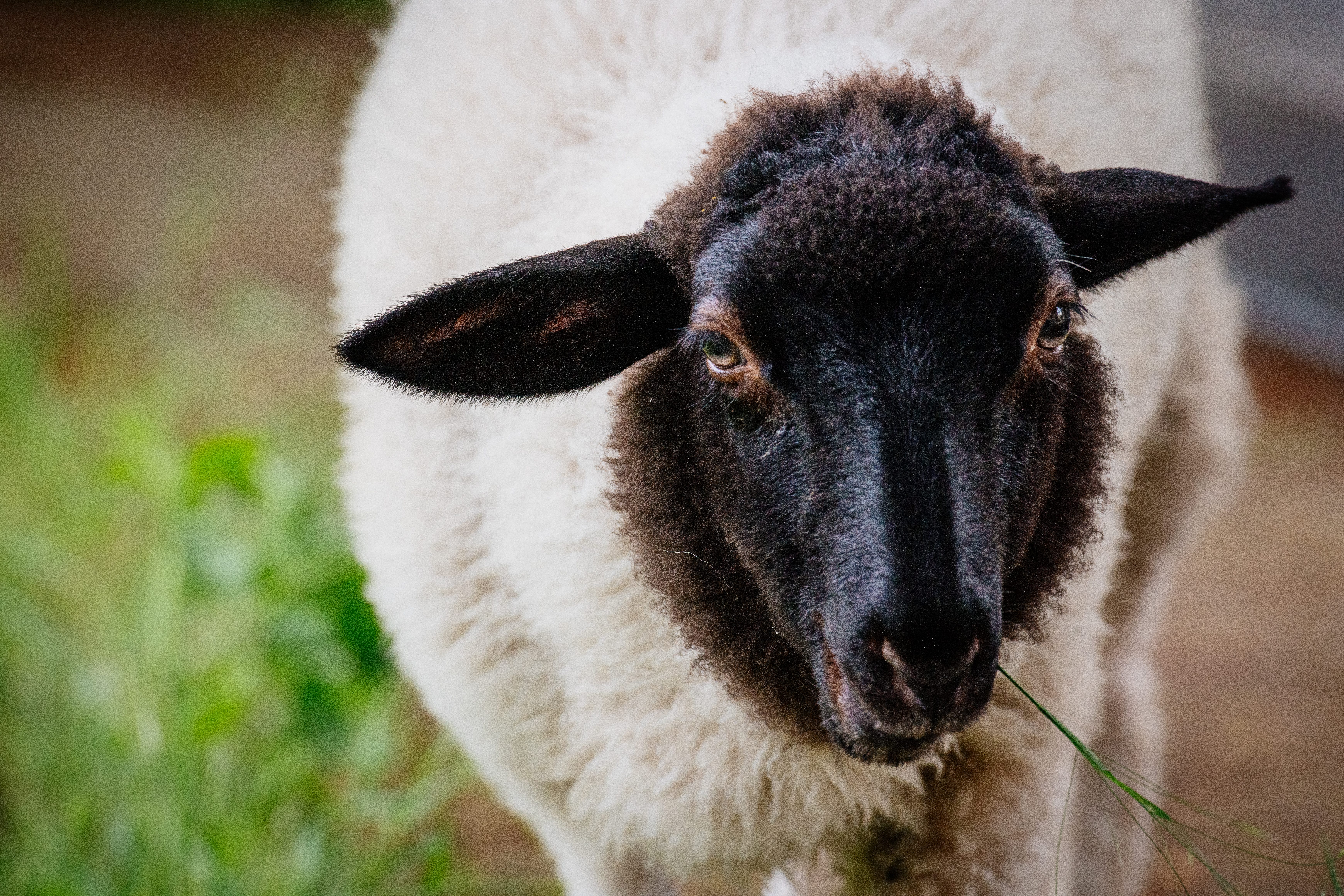 SWE Tierheim „Hinter der Rennbahn“ , Rhönschaf Lotte