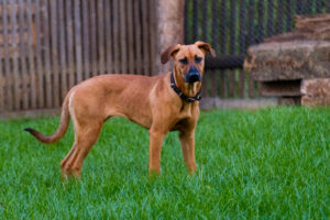 Tierheim Erfurt: Happy End für Nelly