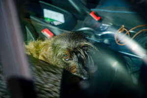 Gefahrenquelle Auto – Lebensgefahr durch Sommerhitze