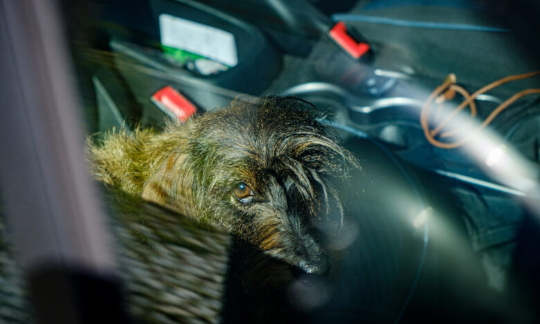 Gefahrenquelle Auto – Lebensgefahr durch Sommerhitze