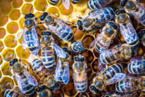 Ohne Bienen kein Weihnachten