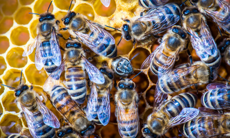 Ohne Bienen kein Weihnachten