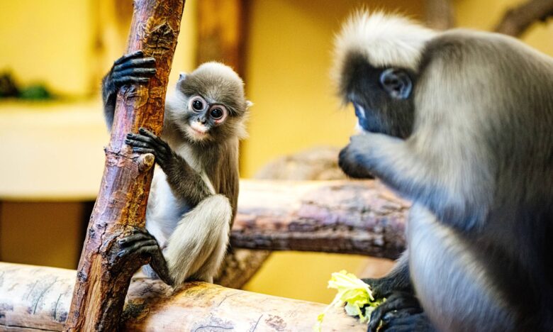 Affe, Löwe, Elefant & Co