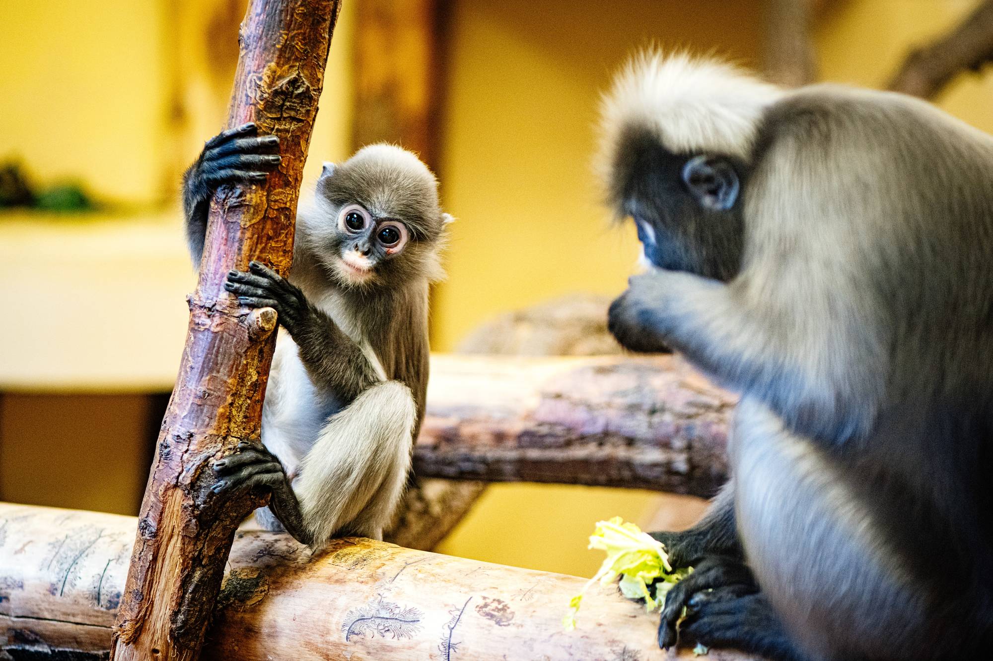 Affe, Löwe, Elefant & Co