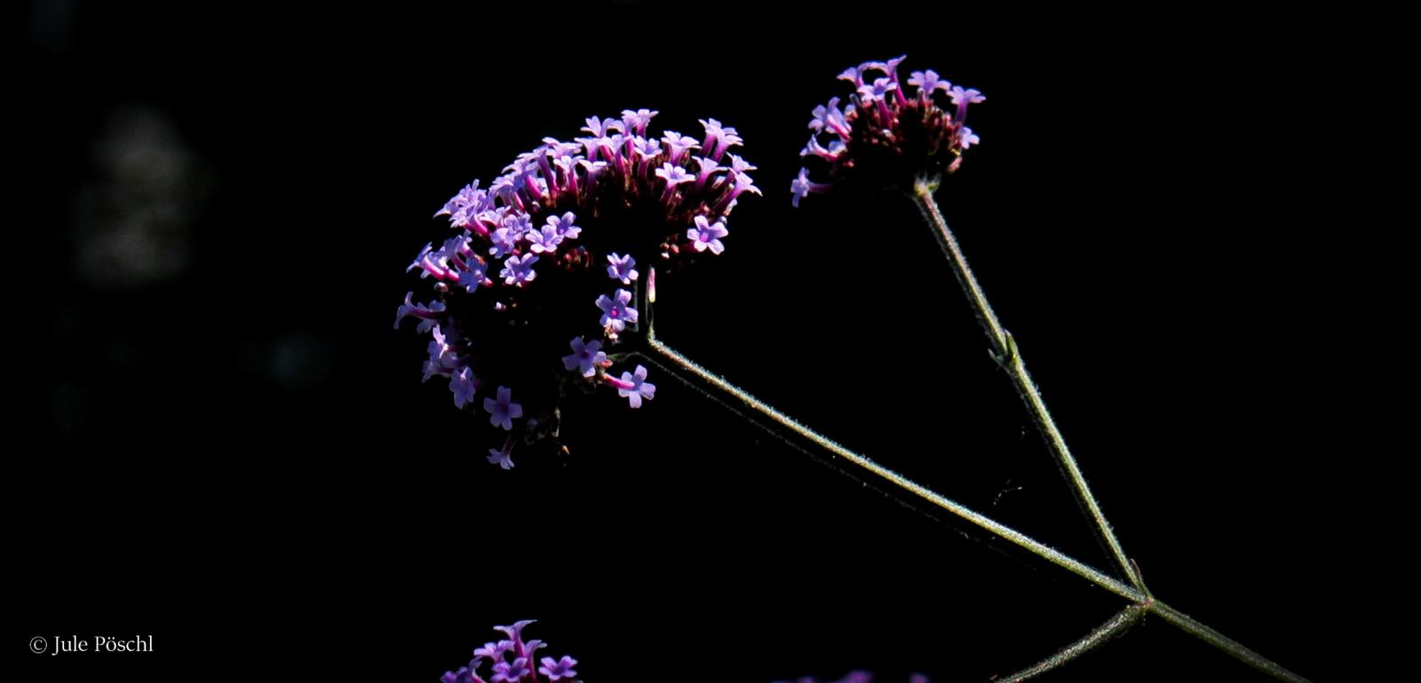 Der egapark: El Dorado für Fotofans